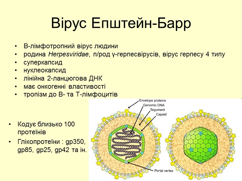 Вірус Епштейн-Барр В-лімфотропний вірус людини родина Herpesviridae, п/род γ-герпесвірусів, вірус герпесу 4 типу суперкапсид